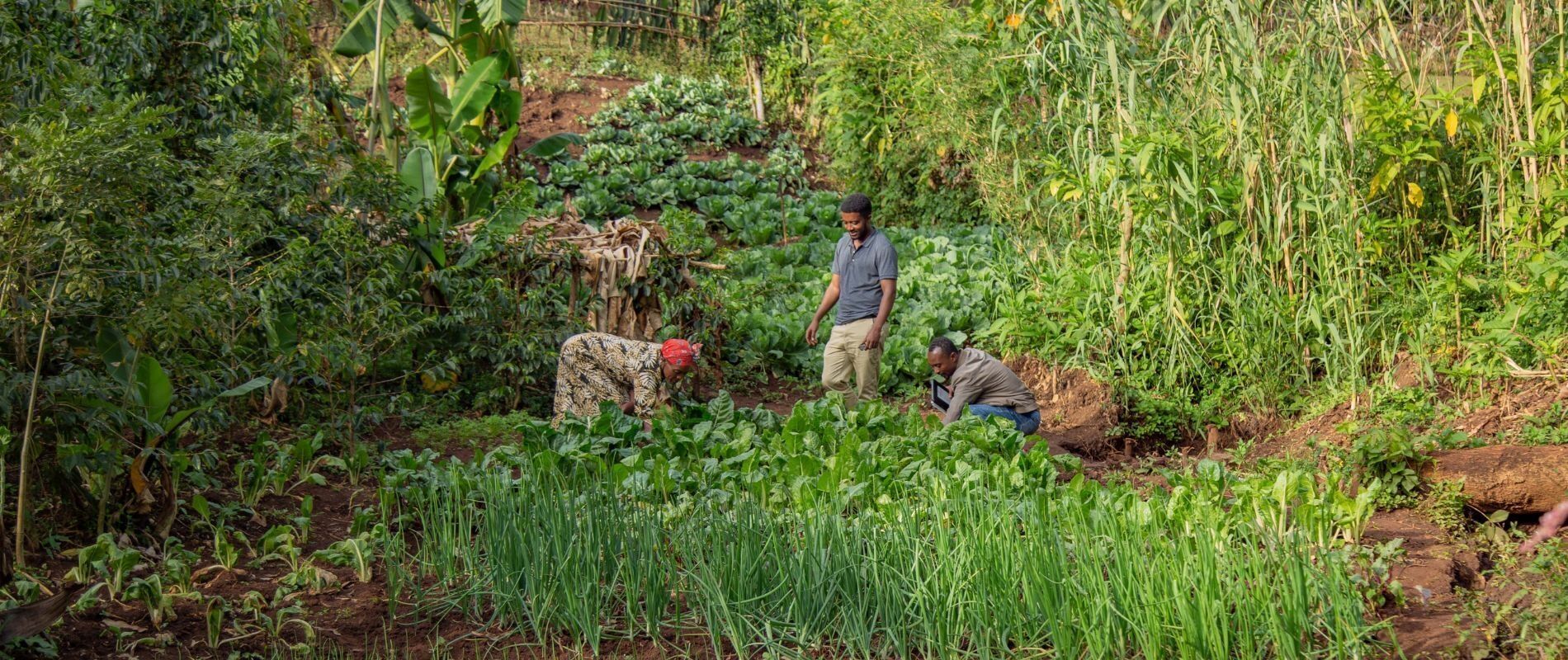 Agroecology